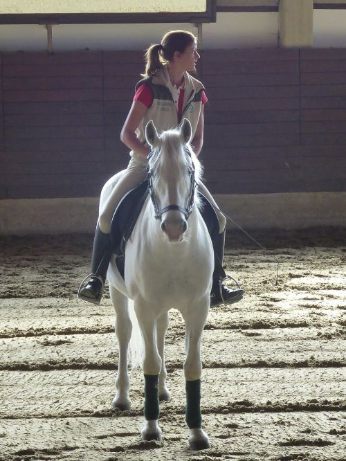 horse rider horseback