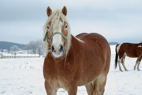 horse winter snow