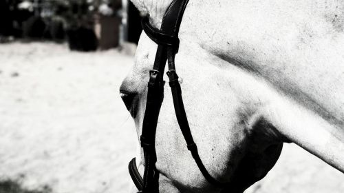 horse bridle equestrian