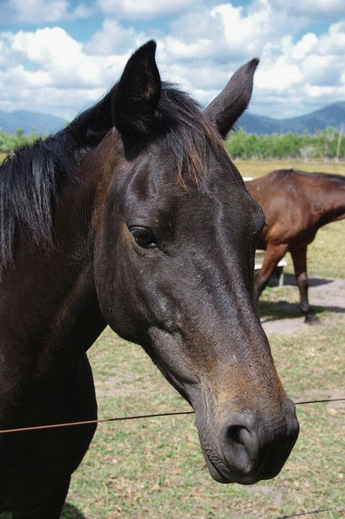 horse head face