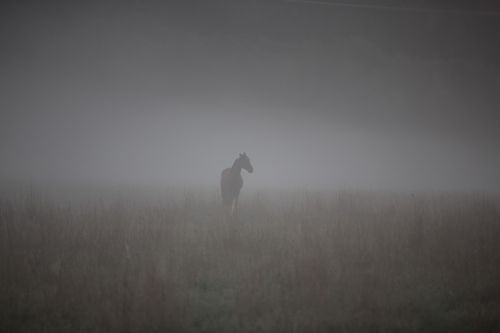 horse mist bed