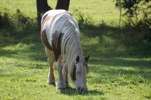 horse pony pasture