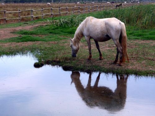 horse white animal