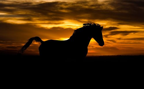 horse arab sunset