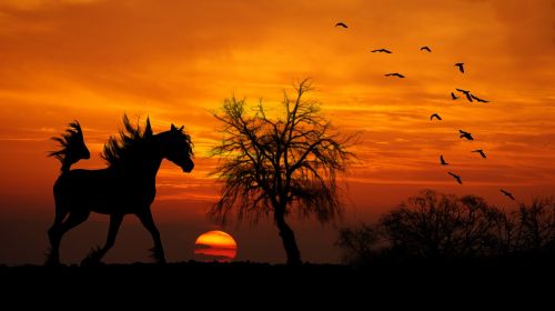 horse arab sunset