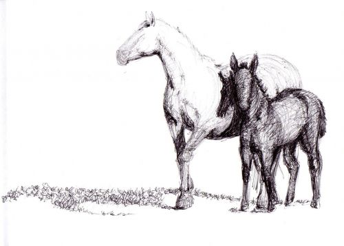 horse drawing pen