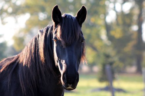 horse handsome stallion