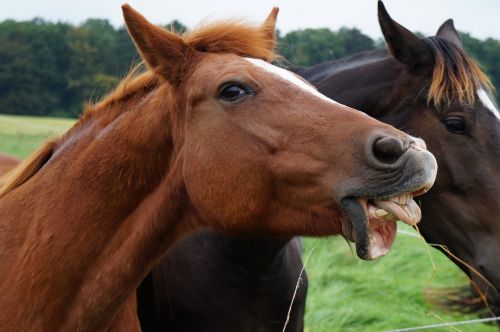 horse animal pferdeportrait