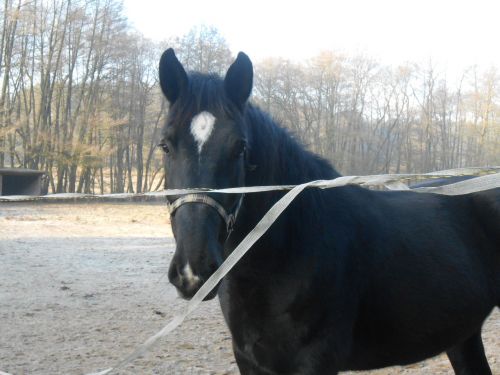 horse black pasture