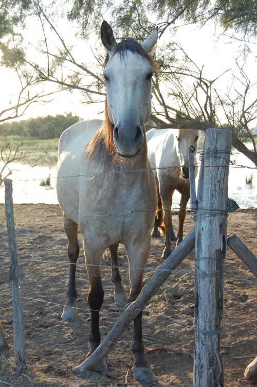 horse camargue animals