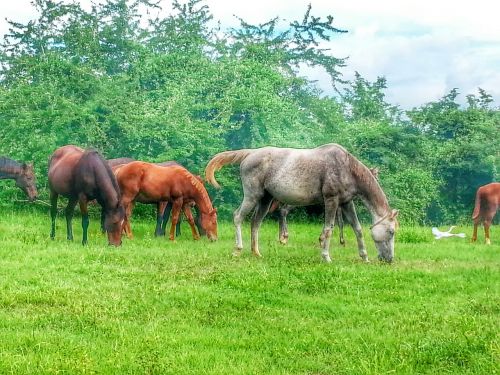 horse puerto rico green