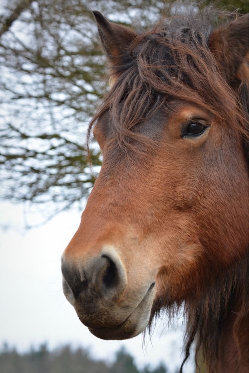 horse animal horsehead