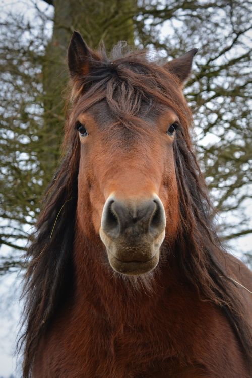 horse animal horsehead