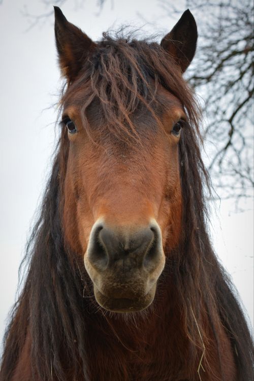 horse animal horsehead