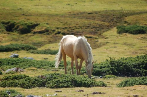 horse wild ecology