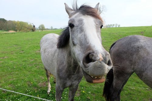 horse nostrils pasture