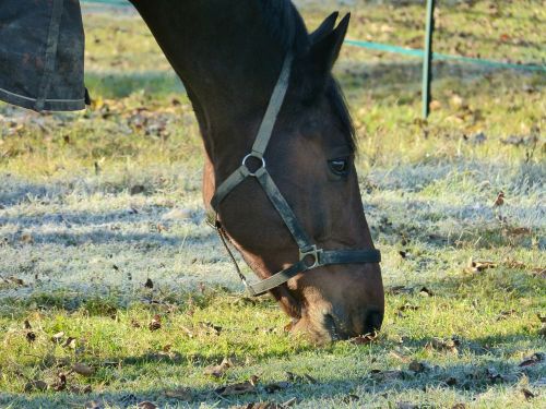 horse animal mammal