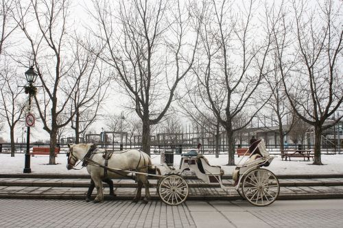 horse carriage montreal