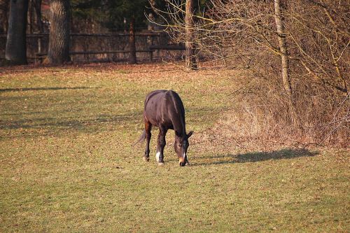 horse coupling pasture