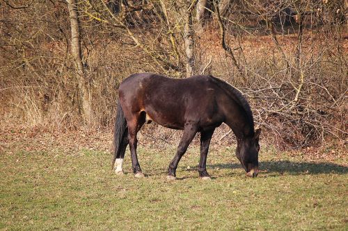 horse coupling pasture
