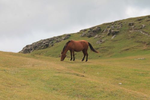 horse grazing pasture