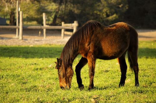 horse landscape grass