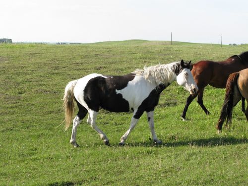 horse ranch pasture