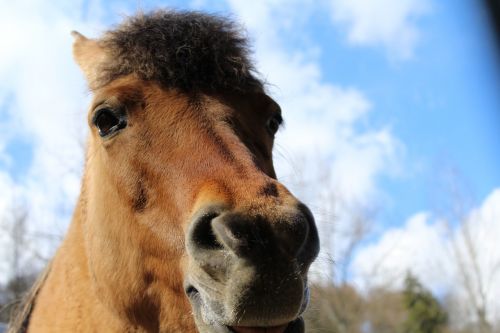 horse horse head animal