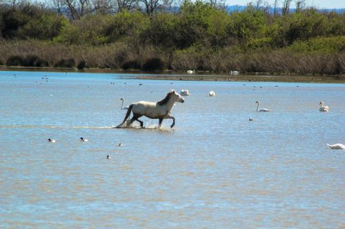 horse camargue free