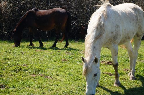 horse nature brown