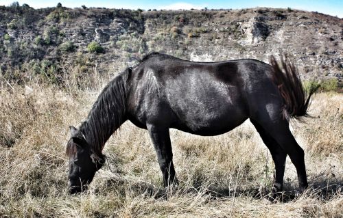 horse black animal