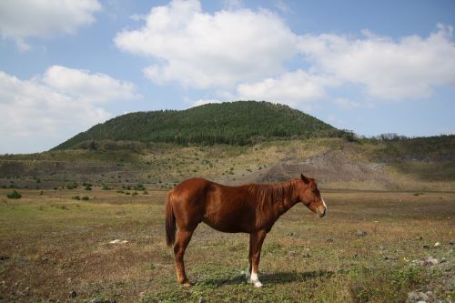 horse ascension cloud