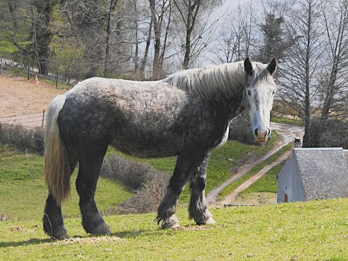 horse grey animal