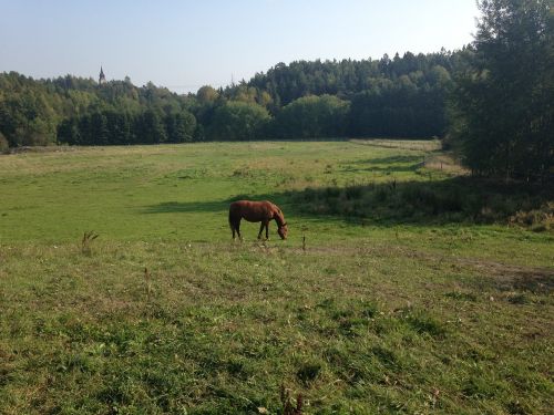 horse bed summer