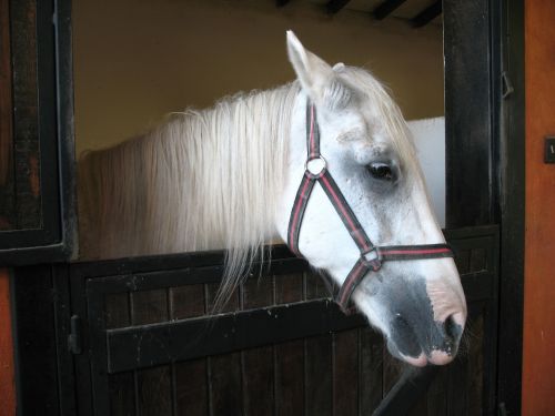 horse mare animal