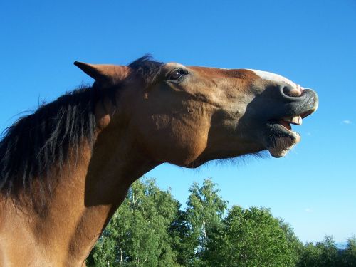 horse smile laugh