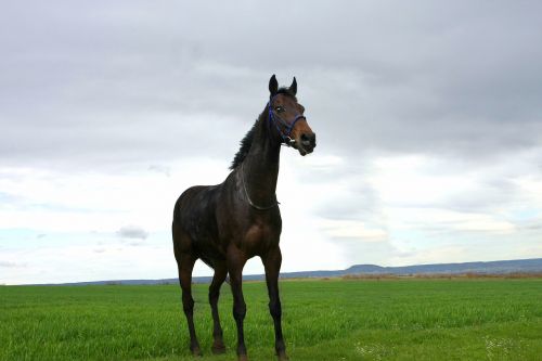 horse black horse animal