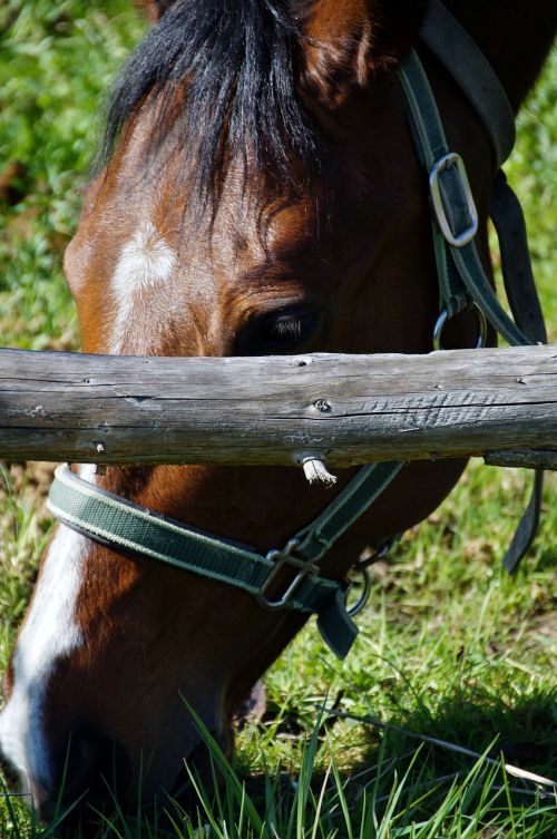 horse horsehead eating
