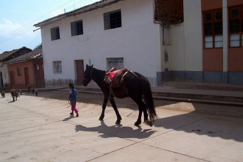 horse peru horses