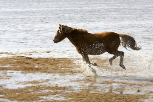 horse wild running