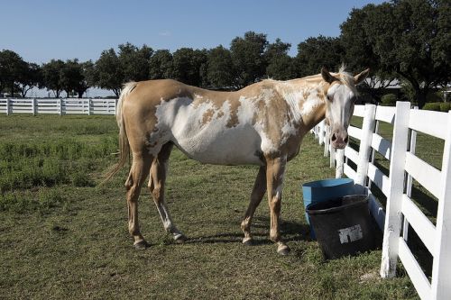 horse corral fence