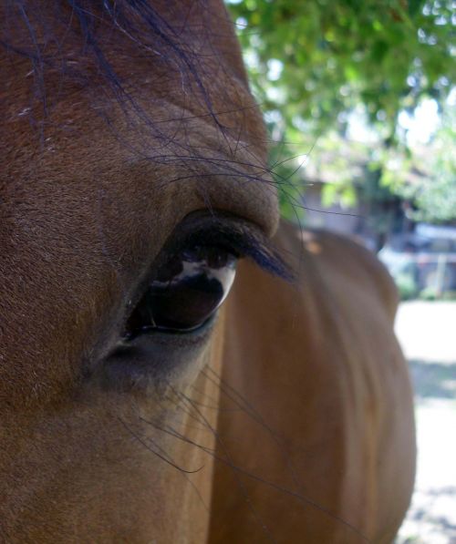 horse gentle eyes