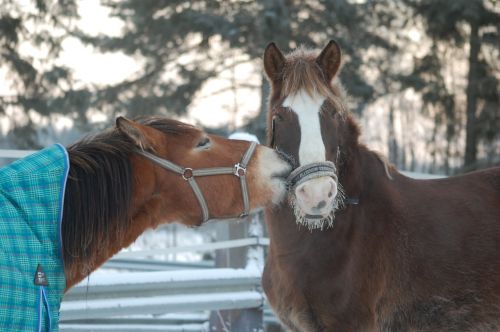 horse the finnish horse winter