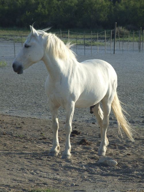 horse camargue france