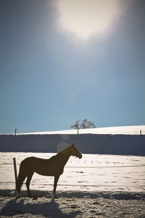 horse landscape snow