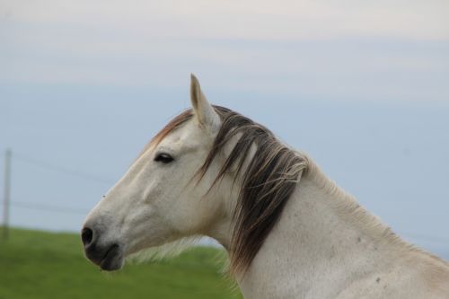 horse white in