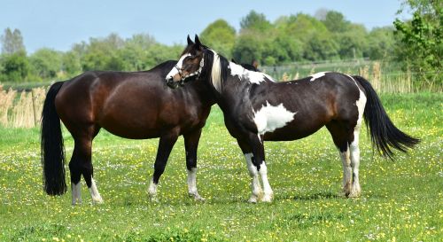 horse pasture coupling