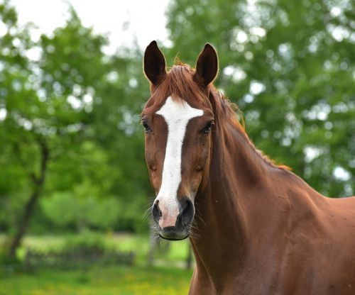 horse brown pasture