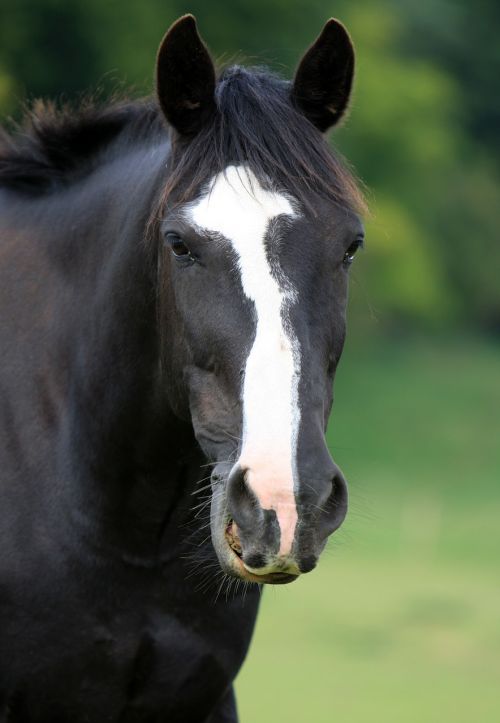 horse horse head portrait