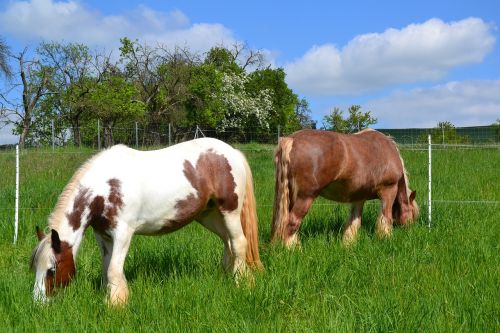 horse pasture coupling
